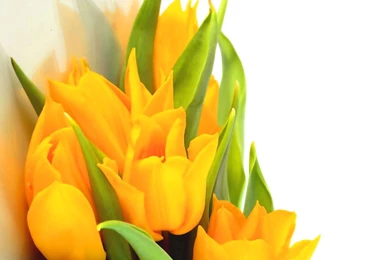 Yellow Flower Backgrounds HD – HD Slide Backgrounds