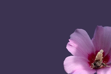 Flowers Wallpapers HD Wallpapers 2084