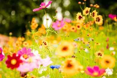 Flower Vivid Name Image