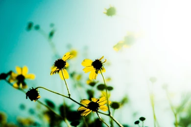 Beautiful Flower Wallpapers HD