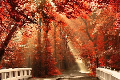 Wallpaper Forest Nature Autumn.jpg