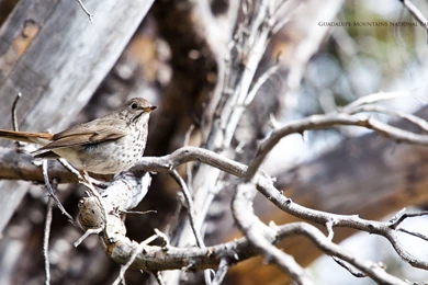 Desktop Wallpapers   Guadalupe Mountains National Park (U.S. ...