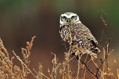 Owl   Owls Wallpapers (31450193)   Fanpop