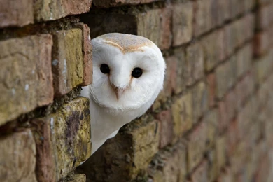 White Owls Wallpapers   HD Wallpapers