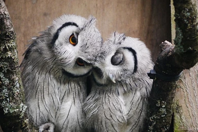 Cuddling Owls   (