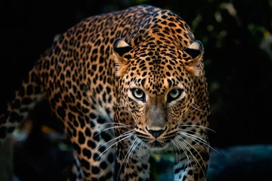 Best Leopard Wallpapers STAY006
