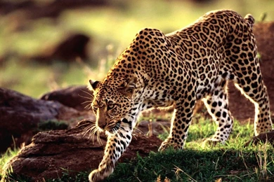 Leopard Wallpapers STAY003
