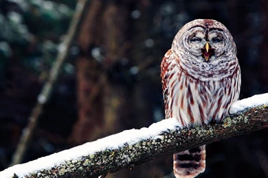 Owl HD Wallpapers