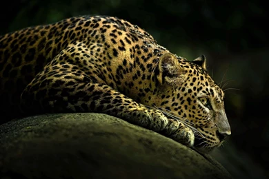 Leopard Wallpapers High Definition