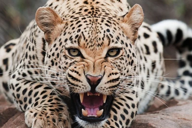 Leopard Wallpaper_hd Wallpaper_download Free Wallpapers