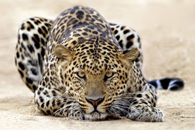 Leopard HD Wallpapers   , New Wallpapers, New Wallpapers