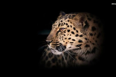 Leopard Wallpapers   Animal Wallpapers