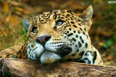 Leopard Wallpaper_hd Wallpaper_download Free Wallpapers