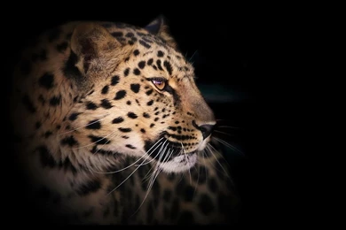 Leopard Wallpapers HD STAY006