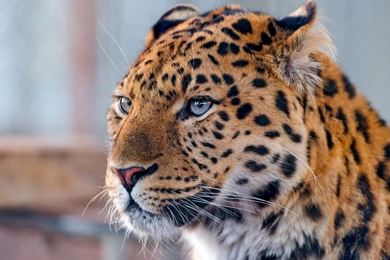 Leopard Wallpapers High Definition STAY022