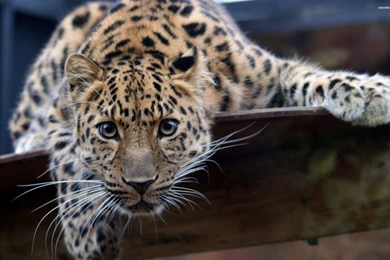 Leopard Wallpapers HD Resolution