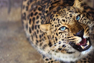 Leopard Wallpapers High Definition STAY016