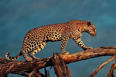 Best Leopard Wallpapers STAY005