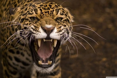 Leopard Roar HD Desktop Wallpapers : Widescreen : High Definition ...