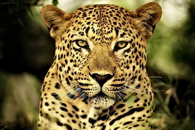 Best Leopard Wallpapers STAY021