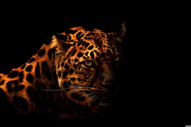 Leopard Wallpapers Full HD [3840x2160]   Free Wallpapers Full Hd ...