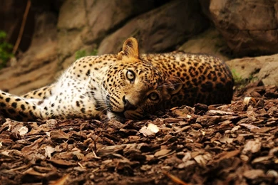 Leopard Computer Wallpapers, Desktop Backgrounds