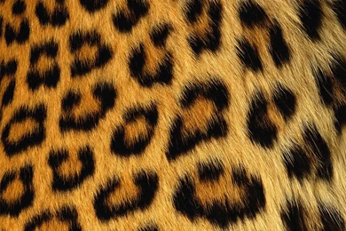 Leopard Patterns 1280x1024 Texture Wallpapers World Wallpapers ...