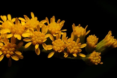 Black And Yellow Flower Wallpapers