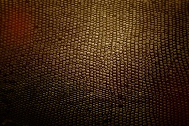 Download Wallpapers 2048x1152 Skin, Snake, Black, Yellow HD HD ...