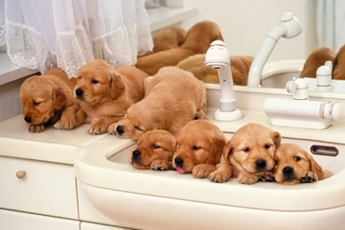 Desktop puppies pics download.jpg
