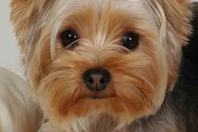 Two Puppy Iphone 3gs Wallpapers Free 640x960 Hd Iphone 4s Wallpapers