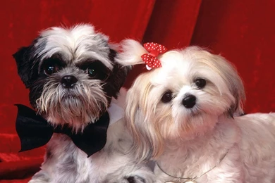 Hd Backgrounds Of Puppies 3d Hd Pictures.