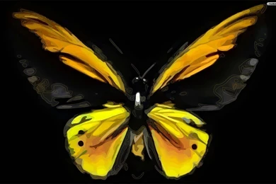 Black yellow beautiful butterfly wallpaper.jpg