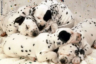 Dalmatian Puppies Backgrounds   Twitter & Myspace Backgrounds