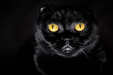 CafeChoo   Image   Black And Yellow Cat