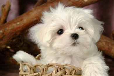 Cute Maltese Puppies In Basket Wallpapers.jpg