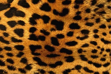 Cheetah Wallpapers