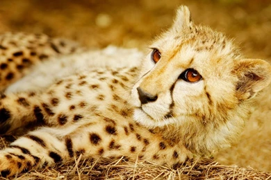 Cheetah Computer Wallpapers, Desktop Backgrounds