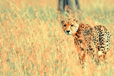 Cheetah Backgrounds