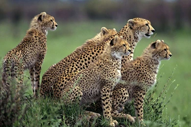 Cheetah Computer Wallpapers, Desktop Backgrounds