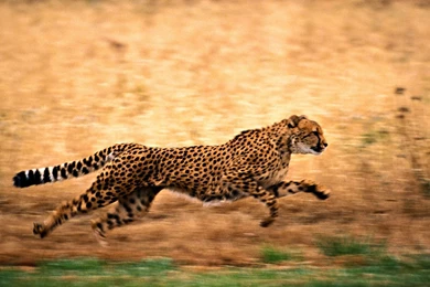 Cheetah Computer Wallpapers, Desktop Backgrounds