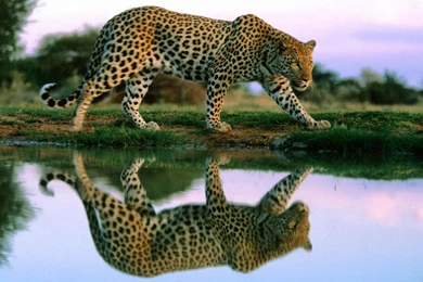 Wallpapers Of Cheetah