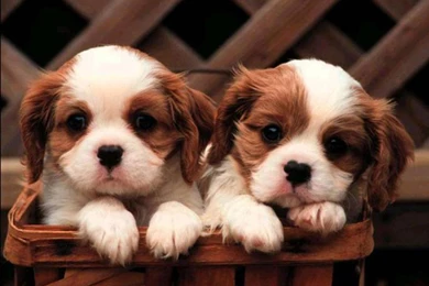 Cute Baby Puppies Wallpapers Download Wallpapers 1920x1200PX Cute ...