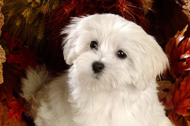 Fluffy Maltese Puppy Dogs   White Maltese Puppies Wallpapers ...