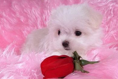 Cute Dogs And Puppies Wallpapers   Wallpaper.