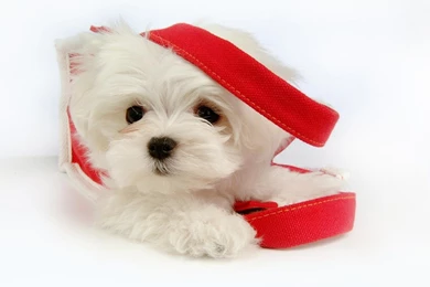 Fluffy Maltese Puppy Dogs   White Maltese Puppies Wallpapers ...
