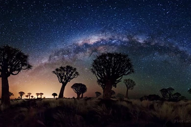 APOD: 2012 December 12   Milky Way Over Quiver Tree Forest