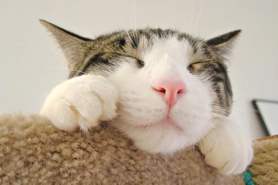 Desktop Wallpapers Gallery Animals Cute Little Face Cat ...