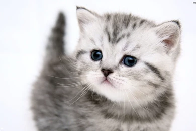 Cat Wallpapers 2 Cat Wallpapers