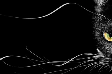 Black Cat Desktop Wallpapers Whiskers   Your HD Wallpapers